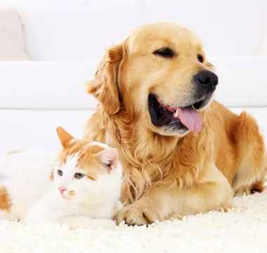 What is Hydrolysed Dog Food?