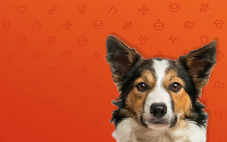 What is the Best Food for Dogs with Sensitive Stomachs?