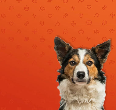 What is the Best Food for Dogs with Sensitive Stomachs?