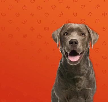 How do I know if my dog has a food allergy?