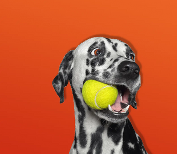 When to Start Feeding Your Dog Hypoallergenic Dog Food