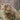 Senior Cat Nutrition: Appetite Changes and Supporting Kidney Health