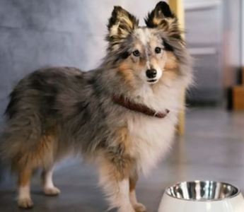 What Food Can I Give my Dog With Arthritis?