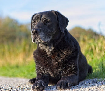 Senior Labrador sat outside