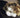 The Best Food to Support Your Cat’s Skin and Coat Health